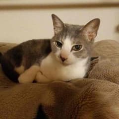ちゃまこ様専用のサムネイル