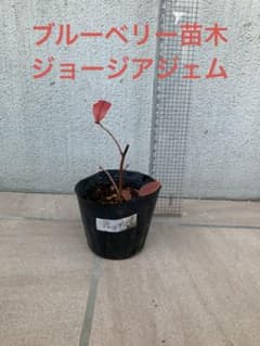 23 ブルーベリー挿し木苗　ジョージアジェム（サザンハイブッシュ系）のサムネイル