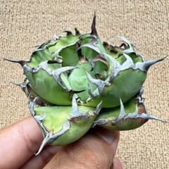 Lj_plants】Z658アガベ チタノタ 黑鯨 極上強棘 厚葉 - メルカリ