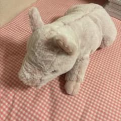 サンレモン ひざぶたのサムネイル