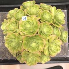 m94969330437_1.jpg?1717389326