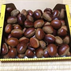 熊本県産　栗のサムネイル