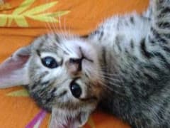 デザイン専用のサムネイル