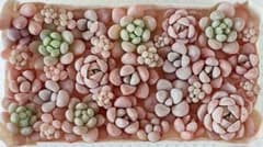 多肉植物　プクプクチビ苗（ピンク系）寄せ植えセット（カット苗）③のサムネイル