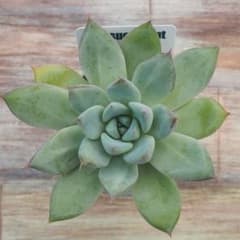 多肉植物 アンジェルルスのサムネイル