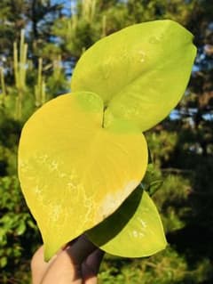 モンステラ デリシオーサ 'Triple Yellow' 新種 黄金葉43 - メルカリ