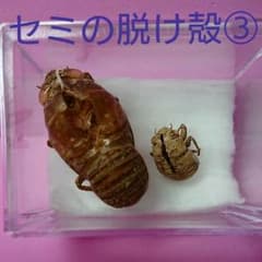 ③縁起物 蝉の脱け殻(クマゼミとニイニイゼミ)のサムネイル