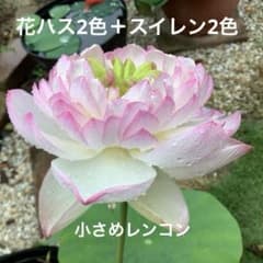 花ハス　2種類　小さめレンコン＋スイレン　2種類　花蓮　睡蓮　④のサムネイル