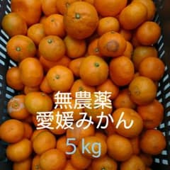 愛媛県産 完熟 無農薬みかん５kgのサムネイル