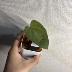 ス*ス様 Anthurium AOS✖️RVDP斑入り Anthurium AOS✖️RVDP斑入り - メルカリ