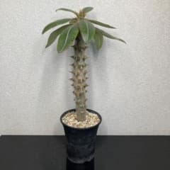 パキポディウム バロニーのサムネイル