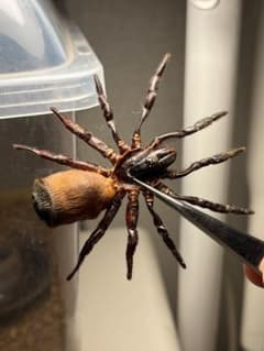 特大】シリキレグモ トラップドアスパイダー タランチュラ ムカデ