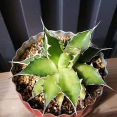 アガベ ホリダ 抜き苗のサムネイル