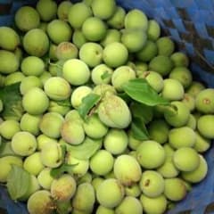 青梅3キロ 無農薬 自然栽培 愛知県山奥産 - メルカリ
