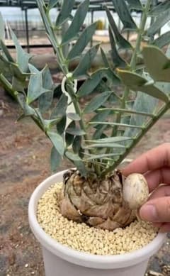 H575多肉植物 エンセファラルトス ホリダス 種子1粒 - メルカリ