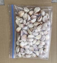 京都府産 無農薬 紫皮生にんにく バラ 700g 種として使用可能のサムネイル