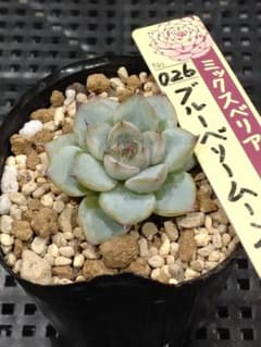 17.ブルーベリームーン おらいさん苗 ミックスベリア 抜き苗 - メルカリ