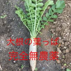 2月5日20時30分収穫　大根の葉っぱ　大根葉♡のサムネイル