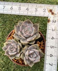 多肉植物エケベリア•ミセスアツコ•カット苗3個のサムネイル