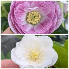 クリスマスローズ苗・ddピンクぼかし✕ddホワイトゴールド - メルカリ