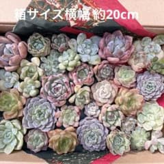 多肉植物 エケベリア 寄せ植え セット カット苗 韓国苗入り 多肉弁当のサムネイル