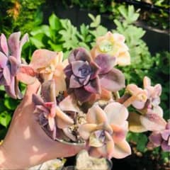 パープルディライト錦 大群生 エケベリア 多肉植物 - メルカリ