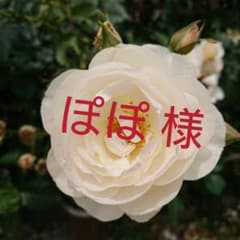 パラドゥ  ローズオークル &両思いピンク ９本セットのサムネイル