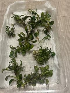 り*け様 まとめ売り　アヌビアスミニ　大量のサムネイル