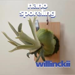 ビカクシダ willinckii nano ウィリンキー ドワーフ 板付 N-7 - メルカリ