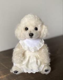 トイプードル　ホワイト　テディベア　ぬいぐるみのサムネイル