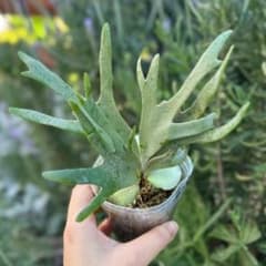 P.willinckii 'Jade Girl' spore 4905 - メルカリ