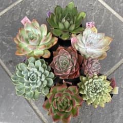 多肉植物 エケベリア ♡ 7種セット❤︎抜き苗(根付き) - メルカリ