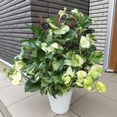 観葉植物 ポトス ステータス フェンス仕立て 7号鉢 - メルカリ