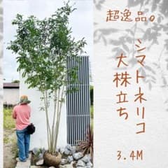 超逸品。シマトネリコ大株立ち 3.4M(鉢底から) - メルカリ