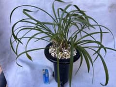 日本春蘭☆水彩赤舌花☆10本 - メルカリ