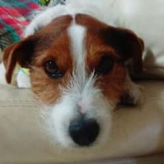 ふぅちゃんさん専用のサムネイル
