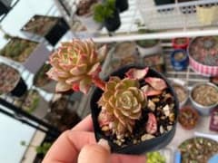チョビ姫様 専用のサムネイル