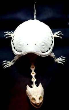 超希少種 シワハイルカ 頭骨 標本 海棲生物 いるか イルカ | Shop at