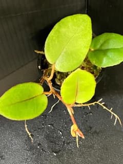 Begonia sp. Elaegnifoliaベゴニアsp.エレグニフォリア②のサムネイル