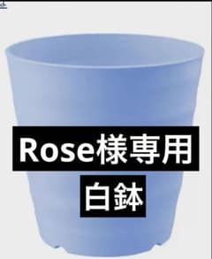 メルカリ便発送‼︎　ブルーフレーム　縞斑　鉢付き発送‼︎ Rose様専用 鉢サンプル、紺色鉢代発送料金500円を苗とダンボール発送