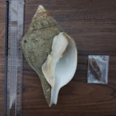 クチベニシャンクガイ 大個体 貝殻 標本 - メルカリ