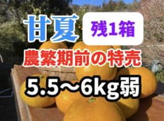 【残1箱】甘夏 5.5〜6kg 約14〜15個入り　農薬不使用　農繁期前特売のサムネイル