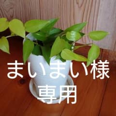 カット苗。ポトスライムコンパクトのサムネイル