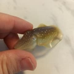 訳あり ネイチャーテクニカラー 鳥羽水族館 立体コレクション コブシメ