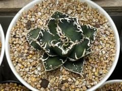 2160アガベ チタノタ コブラ 眼鏡蛇 優良血統 強棘 狂棘 2株セット