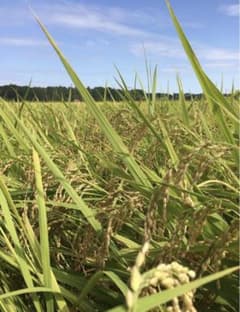 新米令和８年　栃木県産コシヒカリ玄米１５キロのサムネイル