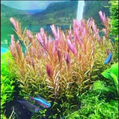 赤いロタラ 20本のサムネイル