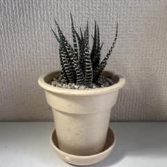 12の巻(鉢付き)のサムネイル