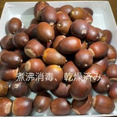 どんぐり　50個のサムネイル