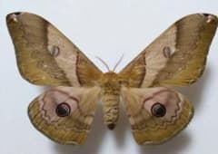 蛾標本 むし 61ifFIgouRL._UF1000,1000_QL80_.jpg